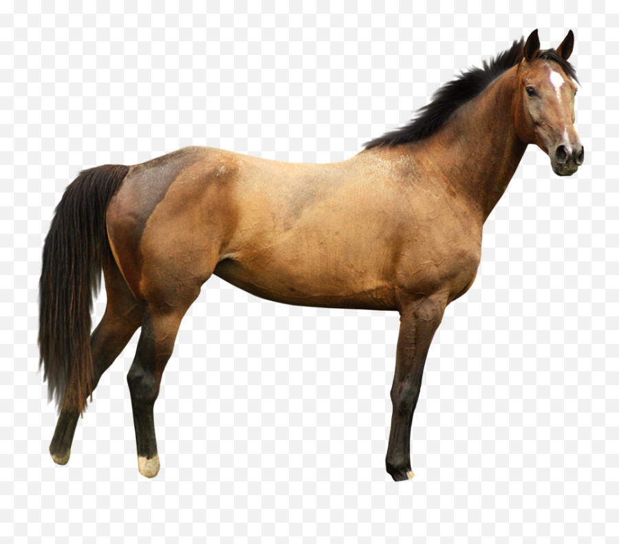 Download Horse Png Transparent Image Free 17 - Free Horse With White Background,17 Png