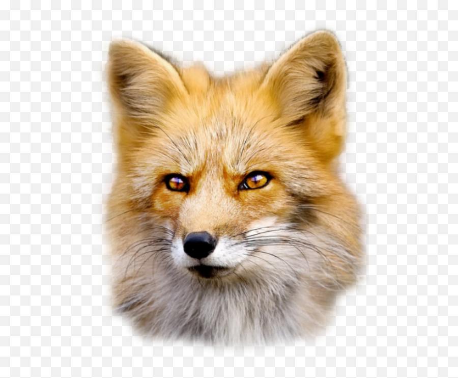 Fox Free Png Image - Fur Wear Beautiful Animals And Ugly People,Animal Head Png