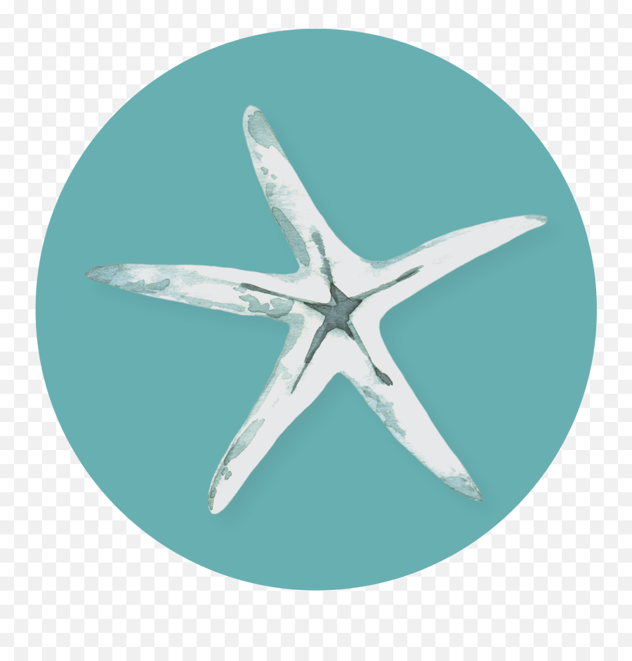 Bay Area Executive Coaching Swim Against The Current Png Starfish Small Icon