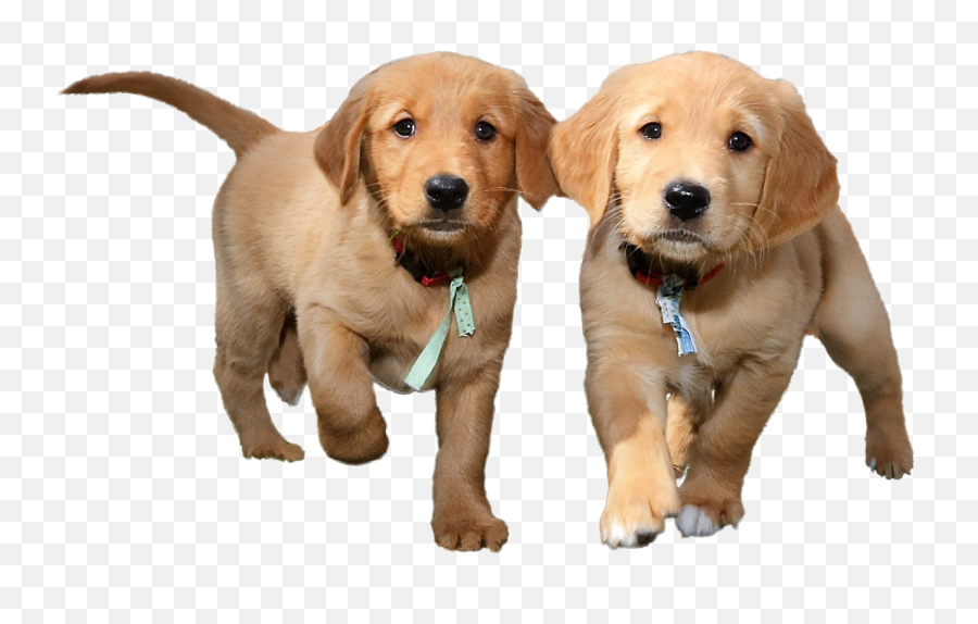 Puppies Png Background Image Arts - Png Files With Transparent Background,Puppy Transparent Background