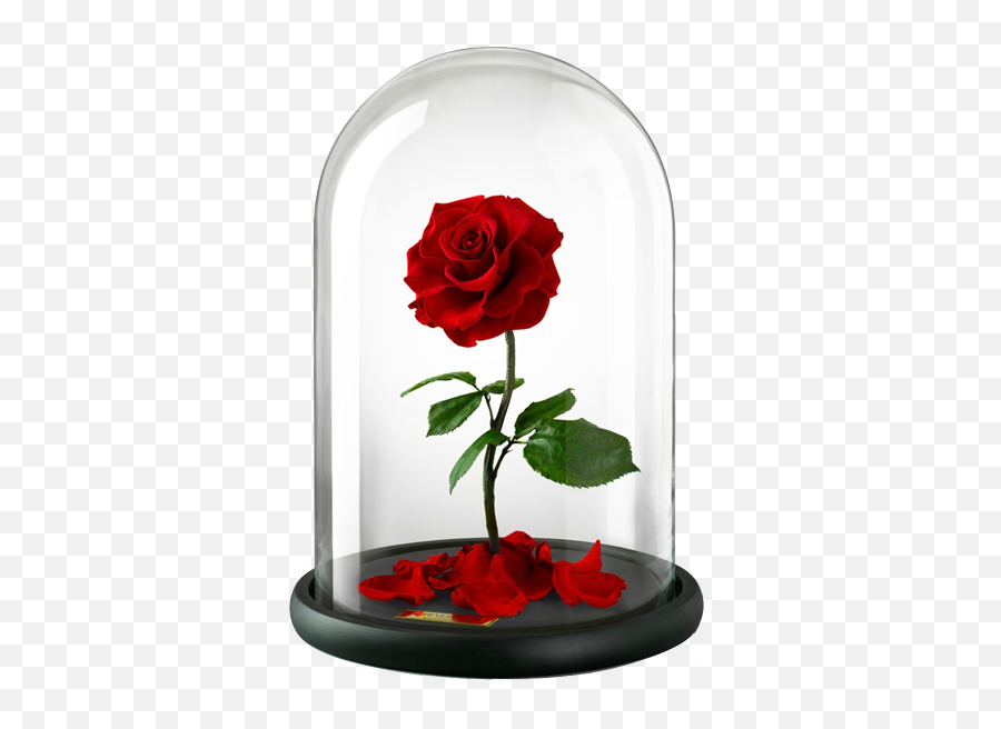 Belle Beast Rose United Kingdom Flower - Beauty And The Beast Rose Transparent Background Png,Beauty And The Beast Rose Png