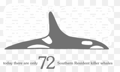 Wild Orca - Killer Whale Png,Orca Png
