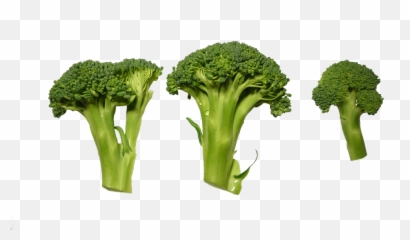 Broccoli Clippings - Free Photo On Pixabay Broccoli Cutting Png,Broccoli Transparent