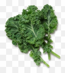 Curly Vector Black And White Stock - Kale Png,Kale Png