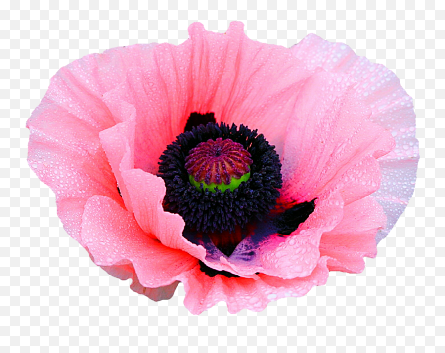 Pink Poppy By Jeanicebartzen27 - Opium Poppy Flower Png Opium Poppy Png,Poppy Png