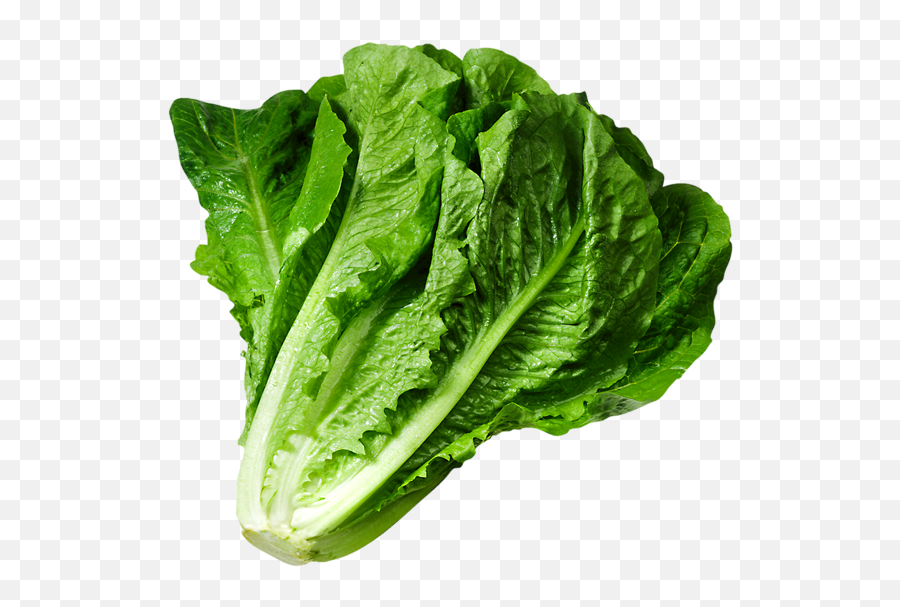 Lettuce Clipart Green Foods - Lettuce Png,Salad Transparent Background