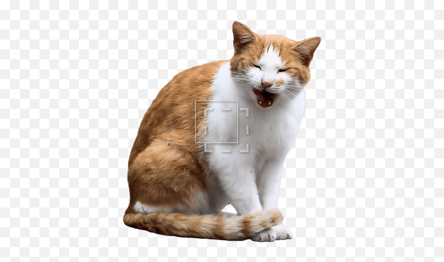 Orange Cat Yawning - Cat Entourage Png,Orange Cat Png