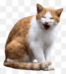 Orange Cat Yawning - Cat Entourage Png,Orange Cat Png