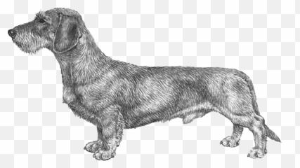 Wire Haired Dachshund Png - Dachshund Long Haired Diagram,Dachshund Png