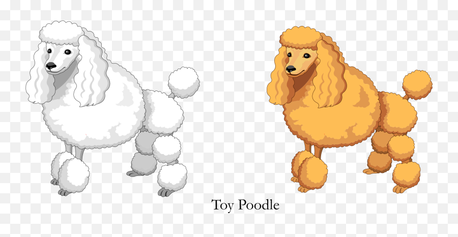 Vector Cartoon Yellow White Toy Poodle - Poodle Png,Poodle Png