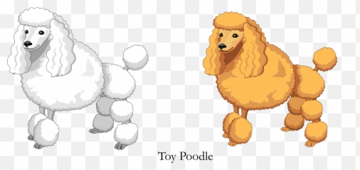 Vector Cartoon Yellow White Toy Poodle - Poodle Png,Poodle Png