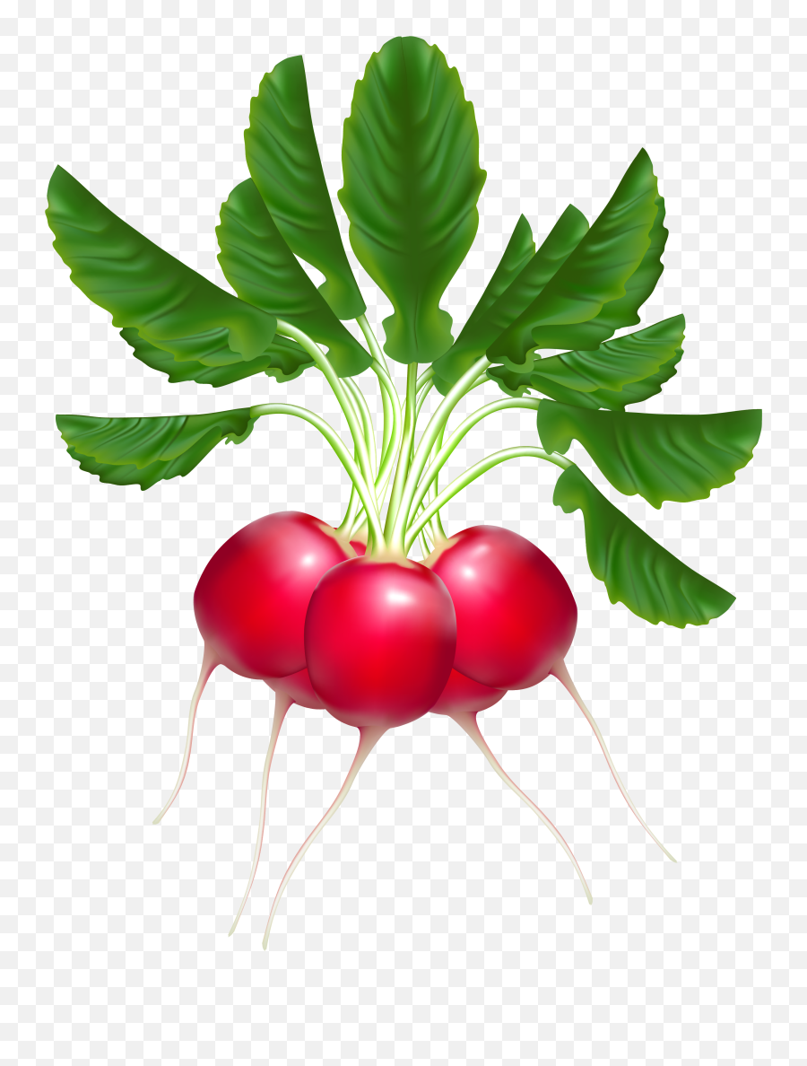 Download - Radishes Clipart Png,Radish Png
