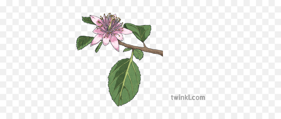Raisin Bush Grevia Flava Plant Flower South Africa Mps Ks2 - Purple Passionflower Png,Flower Bush Png