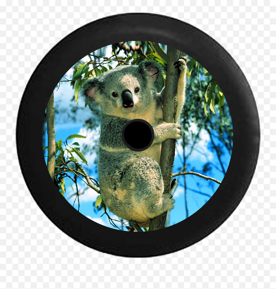 Jeep Wrangler Jl Backup Camera Koala Bear In Bamboo - Koala Climbing A Tree Png,Koala Bear Png