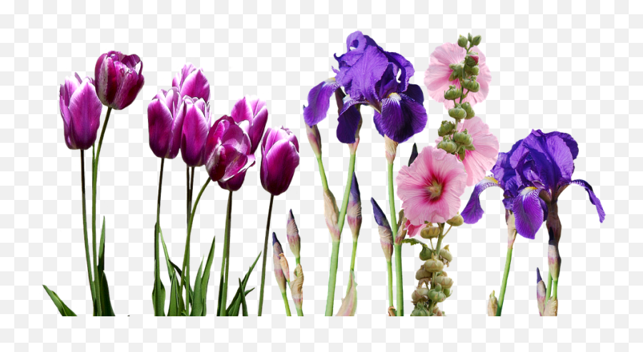 Transparent Iris Flower Hd - Iris Flowers Transparent Png,Spring Flowers Png