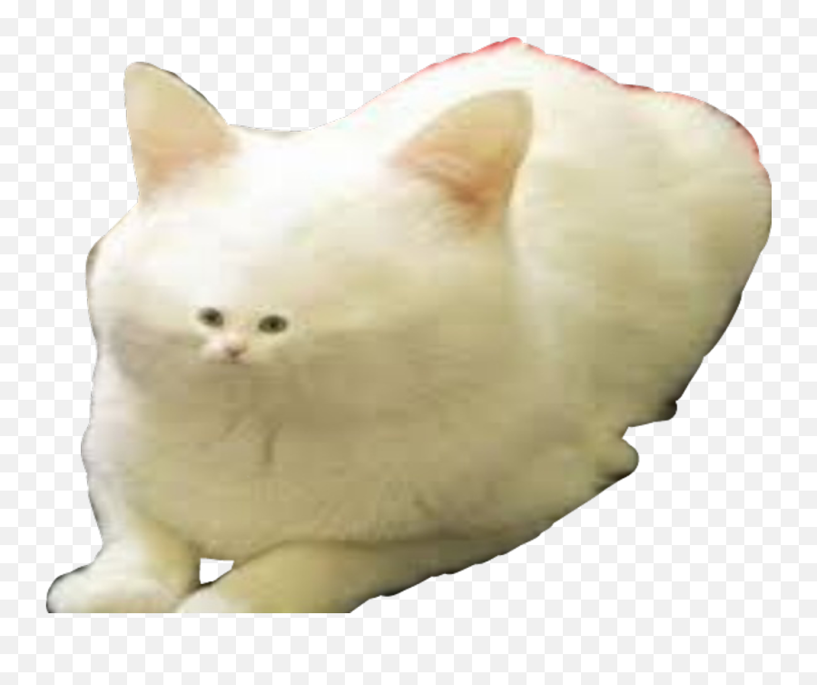 Download - Transparent Background Cat Meme Png,Dank Meme Png