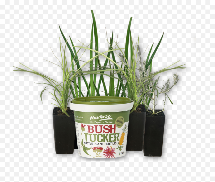 Plants Online Sales Neutrog Bush - Flowerpot Png,Bush Plant Png