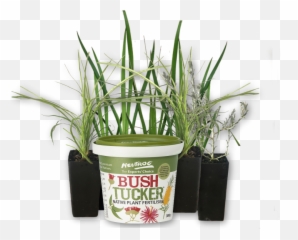 Plants Online Sales Neutrog Bush - Flowerpot png