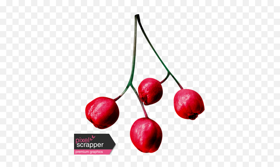 Christmas Day - Elements Berries 01 Graphic By Melo Christmas Red Berries Png,Berry Png