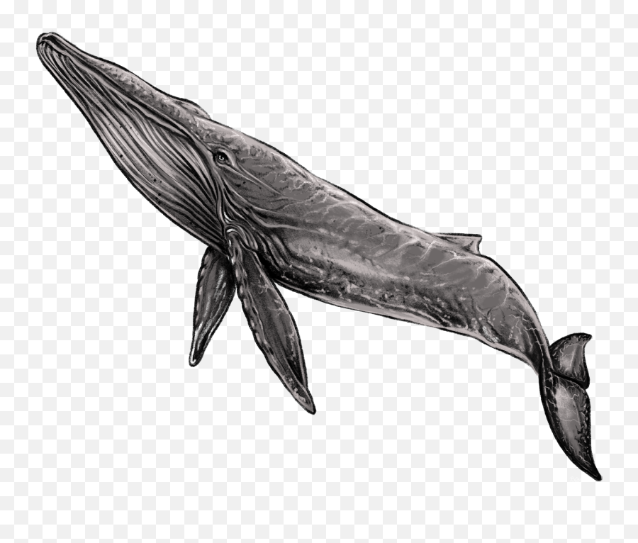 Scribbles Blue Whale T - Shirt Design Baleen Whale Png,Blue Whale Png
