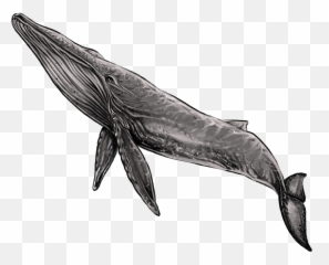 Scribbles Blue Whale T - Shirt Design Baleen Whale Png,Blue Whale Png