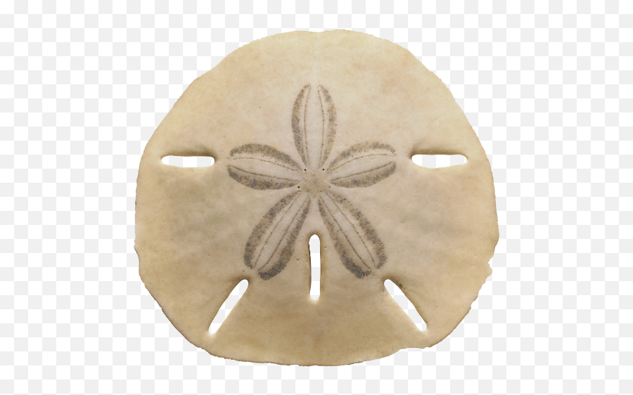 Download Echinarachnius Parma Sea Urchin The Sand Dollar Png