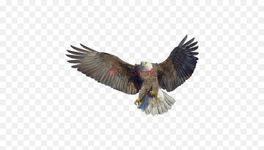 Eagle Hawk Kite Bird Png Image With Transparent Background - Bald Eagle,Hawk Png