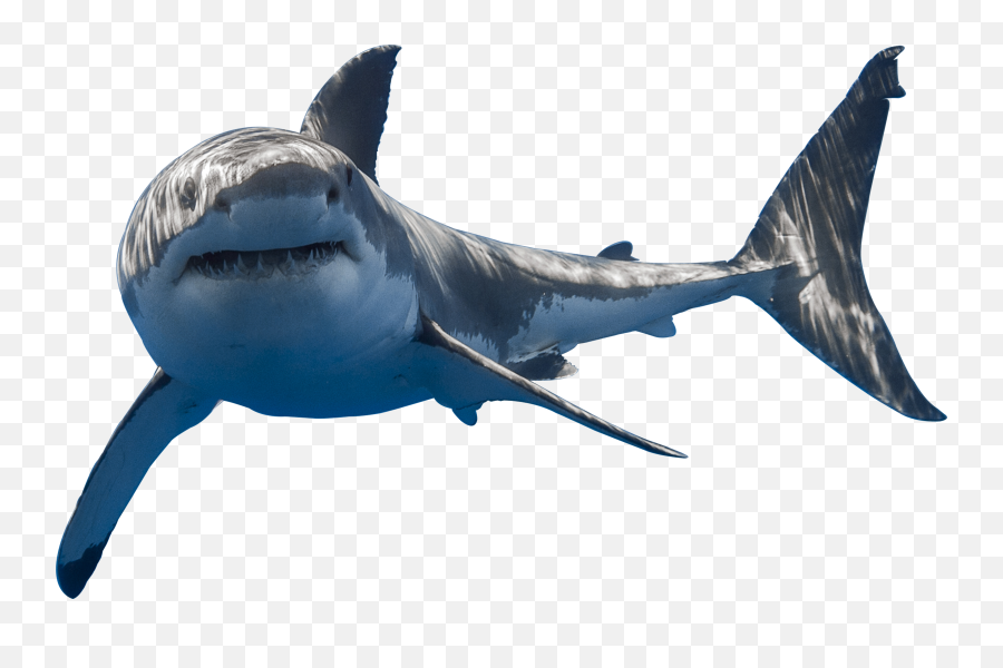 15 Shark Transparent Images Background - Shark With No Background Png,Empty Png