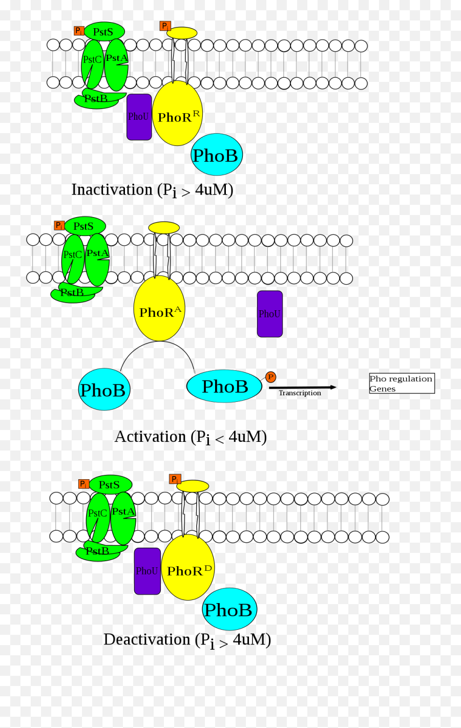 Filepho Regulon Summarysvg - Wikimedia Commons Regulon Pho Png,Pho Png