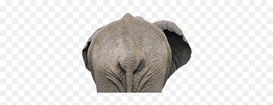 Elephants Transparent Png Images - Stickpng African Elephant Elephant Head,Elephant Transparent Background