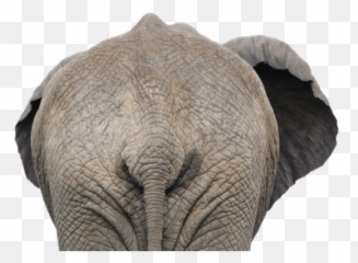 Elephants Transparent Png Images - Stickpng African Elephant Elephant Head,Elephant Transparent Background