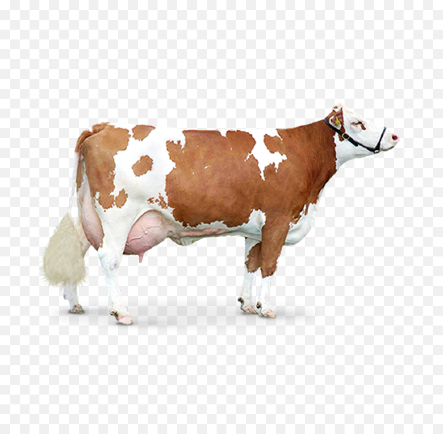 Download Hd Cow Png - Cow Png,Cattle Png