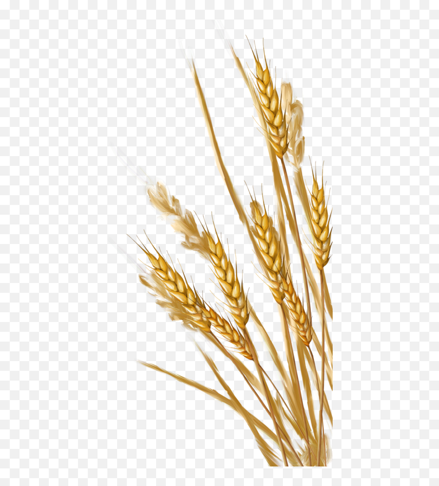 Wheat Png Transparent Images - Clipart Transparent Background Wheat,Grains Png