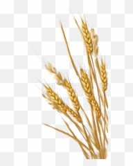 Wheat Png Transparent Images - Clipart Transparent Background Wheat,Grains Png