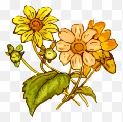 Download Wildflowers Drawing The Best 2 - Yellow Flower Cretaceous Plants Line Art Png,Wildflowers Png