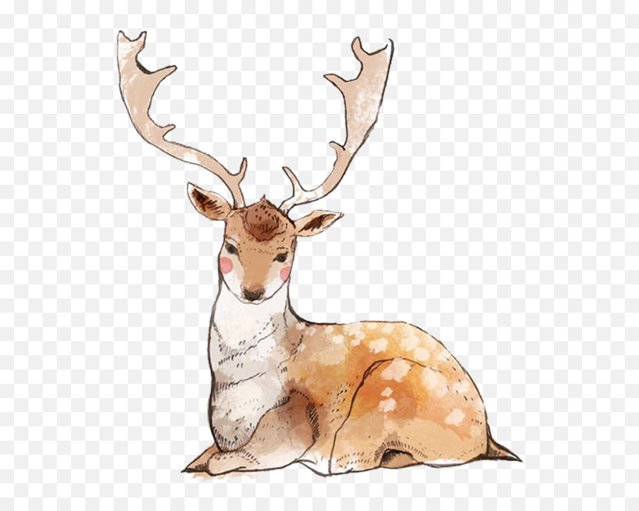 Reindeer Deer Painting Elk Wildlife For Christmas - 1890x2024 Caribou Png,Reindeer Antlers Transparent