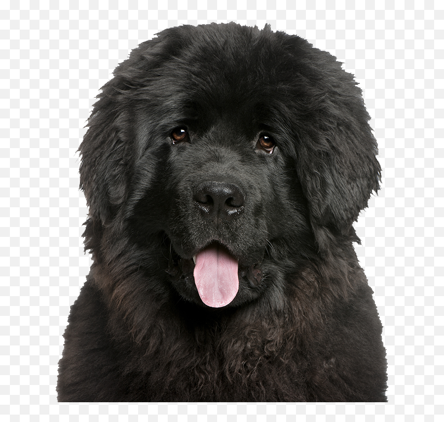 Foxy Roxyu0027s Mobile Pet Salon - Raza De Perro Terranova Png,Foxy Transparent