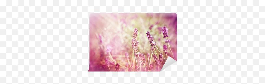 Soft Focus - Sunbeams Wall Mural U2022 Pixers We Live To Change English Lavender Png,Sun Beams Png