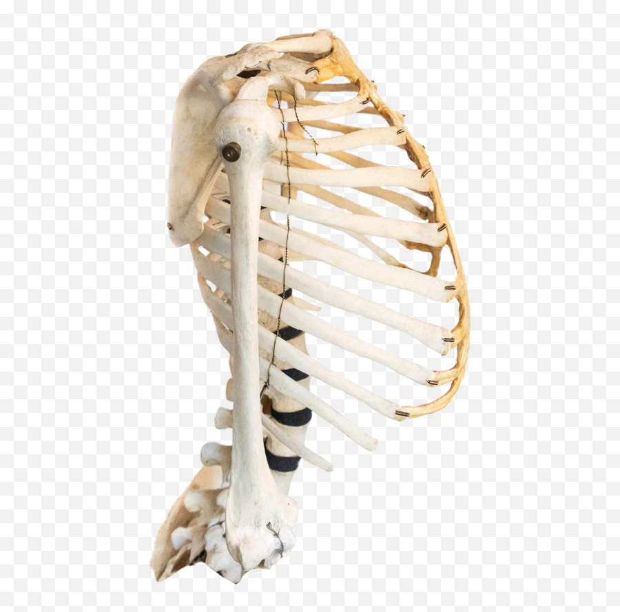 Real Human Bones For Sale Jonsbones - Do Bones Smell Like Png,Skull And Bones Icon
