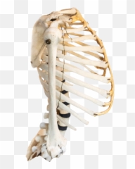 Real Human Bones For Sale Jonsbones - Do Smell Like png