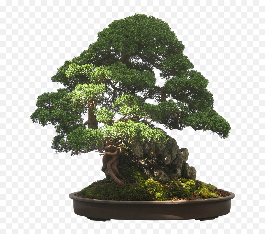 Bonsai Tree Png 6 Image - Boxwood Bonsai,Bonsai Tree Png