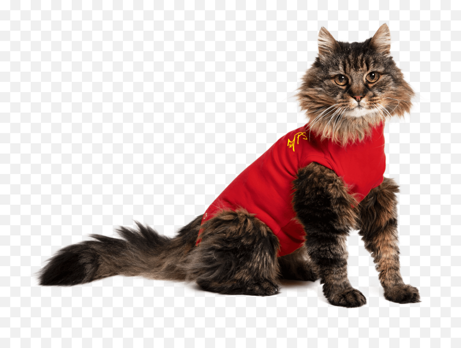 Mps - Medical Pet Shirt Cat Medical Pet Shirts Medical Pet Shirt Cat Png,Cat Icon Meaning