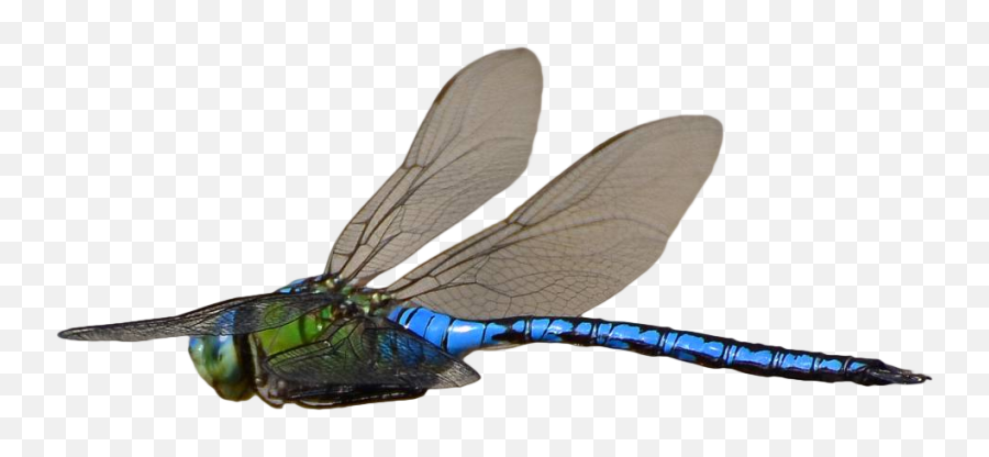 Download Dragonfly Transparent Flying Graphic Freeuse Stock - Dragonfly Flying Transparent Background Png,Dragonfly Png