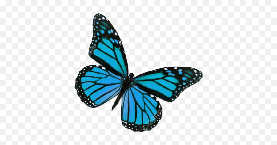 Blue Butterfly Bluebutterfly Vsco - Monarch Butterfly Png,Blue Butterfly Transparent Background
