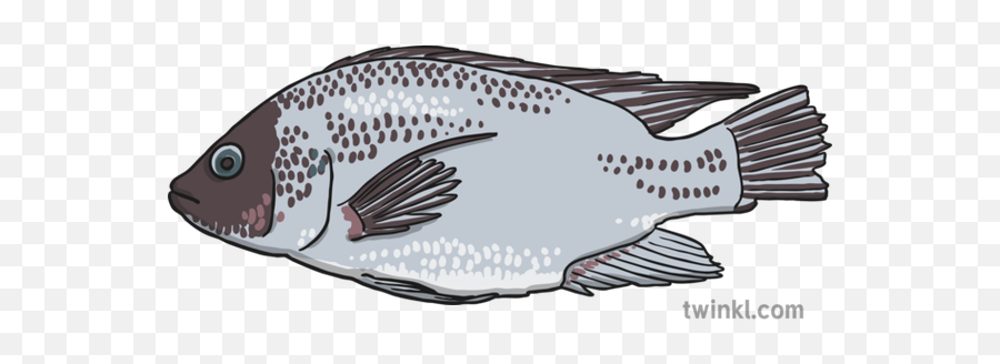 Fish Illustration - Twinkl Sole Png,Bass Fish Png