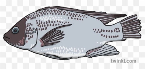 Fish Illustration - Twinkl Sole Png,Bass Fish Png