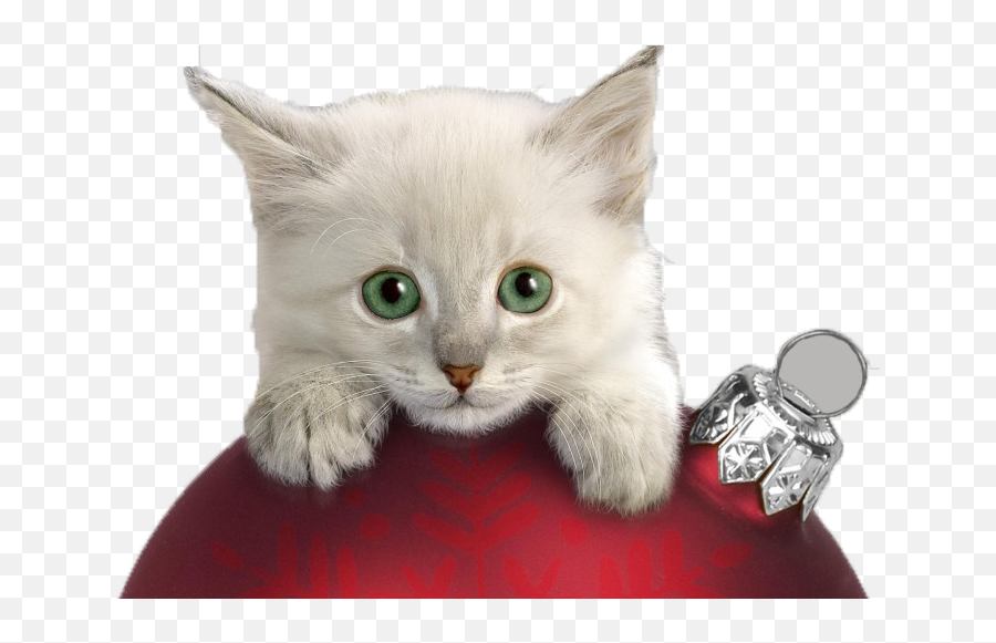 Christmas Cat Kitten Wallpaper - Naughty Kitten Png Download Transparent Christmas Cat,Kittens Png