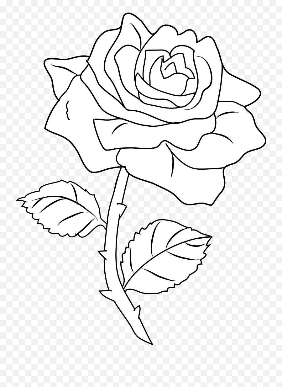White Drawing Rose Transparent U0026 Png Clipart Free Download - Ywd Drawing Of A Rose,White Roses Png