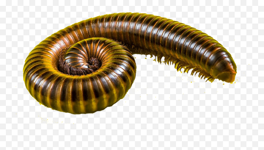 Centipedes Control Newcastle Millipedes Exterminator Nsw - Millipede Png,Centipede Png