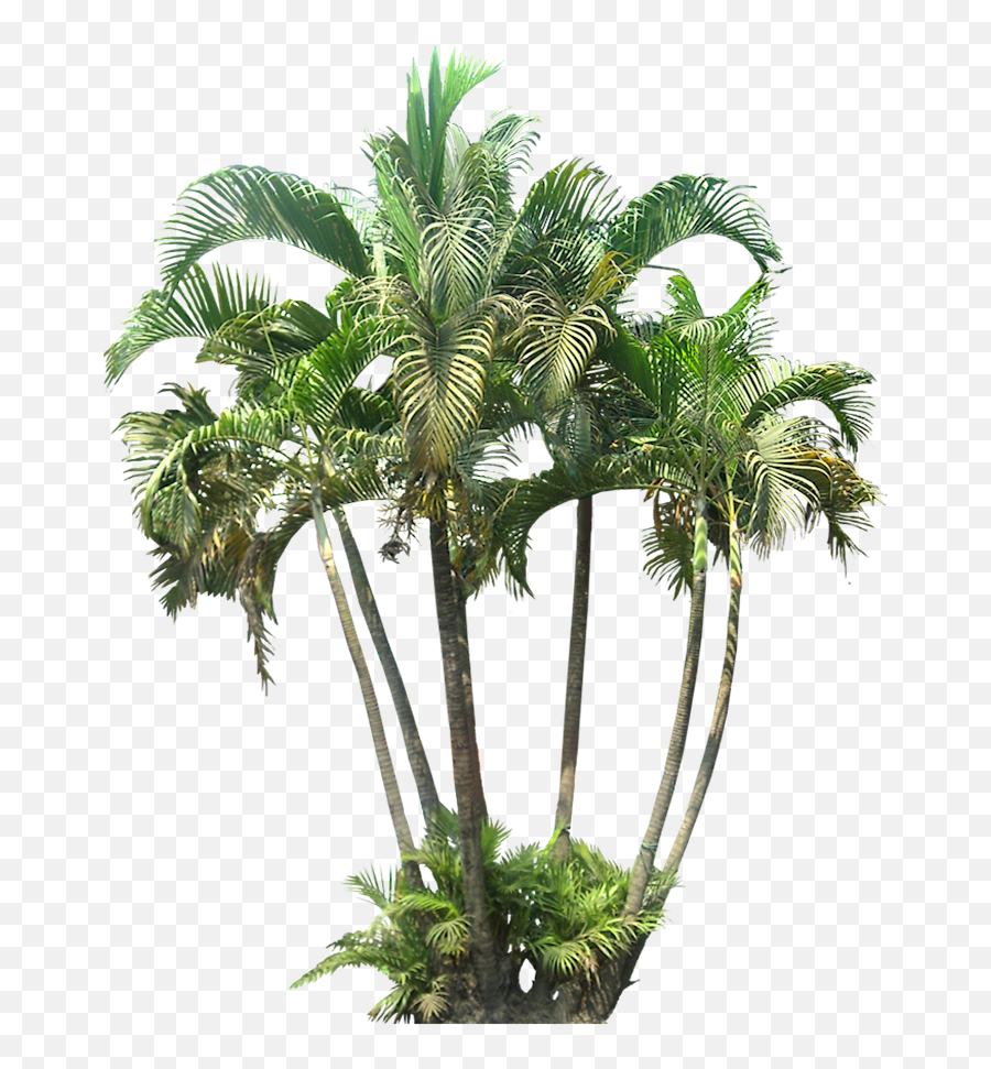Download Google Search Palm Tree Png - Architectural Palm Trees,Palm Plant Png